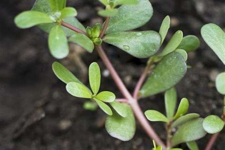 如何给大花马齿苋施肥与浇水？