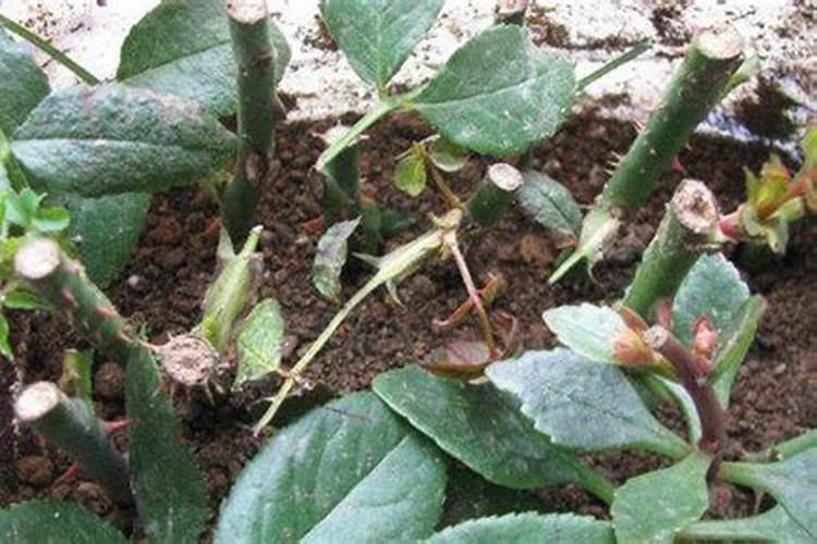 月季什么时候用氮肥