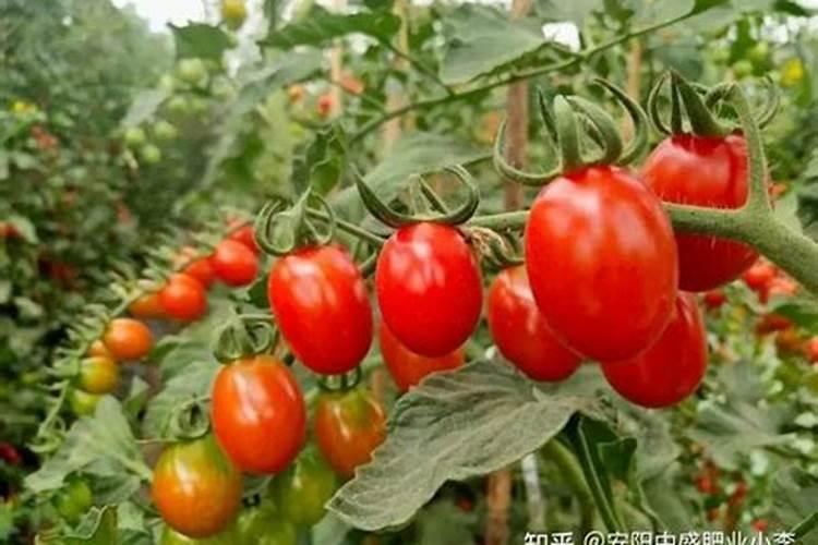 液体硅肥什么时候冲施小番茄好