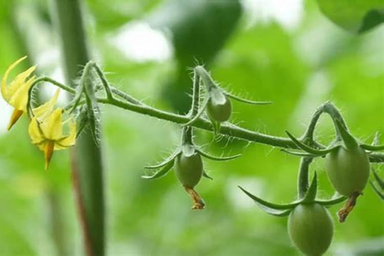 小番茄施什么肥最好