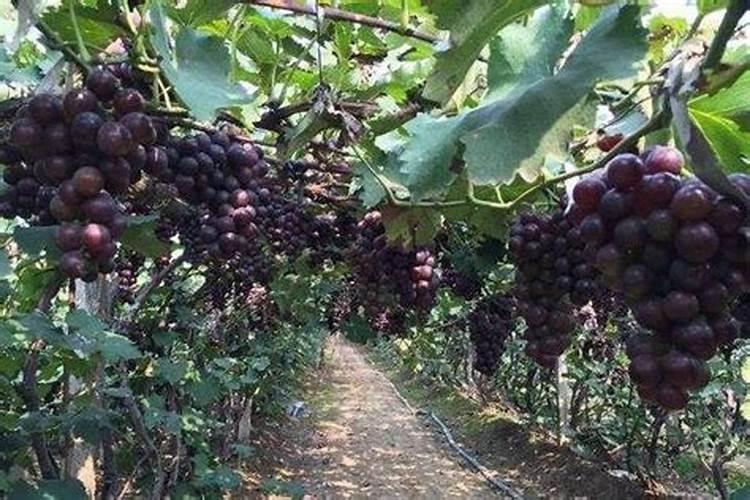 葡萄施肥注意事项？