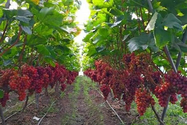 葡萄施肥方法有哪些？