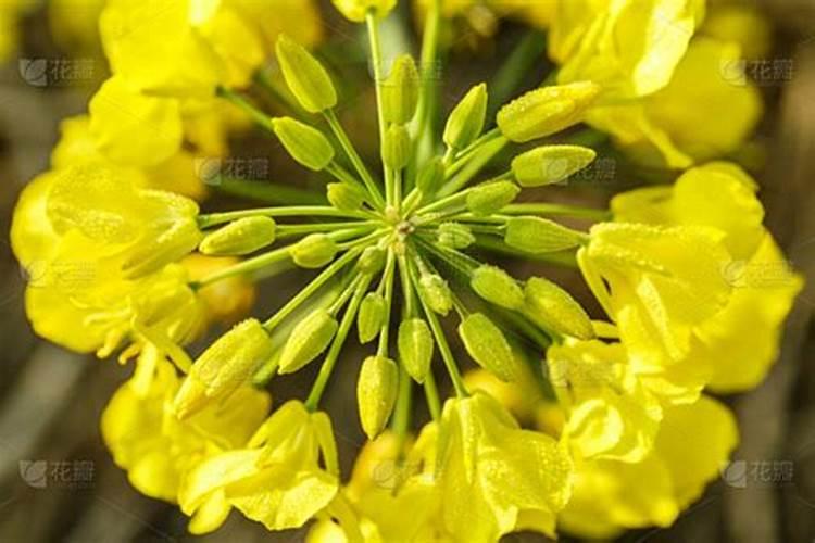 油菜开花时能不能喷芸苔素