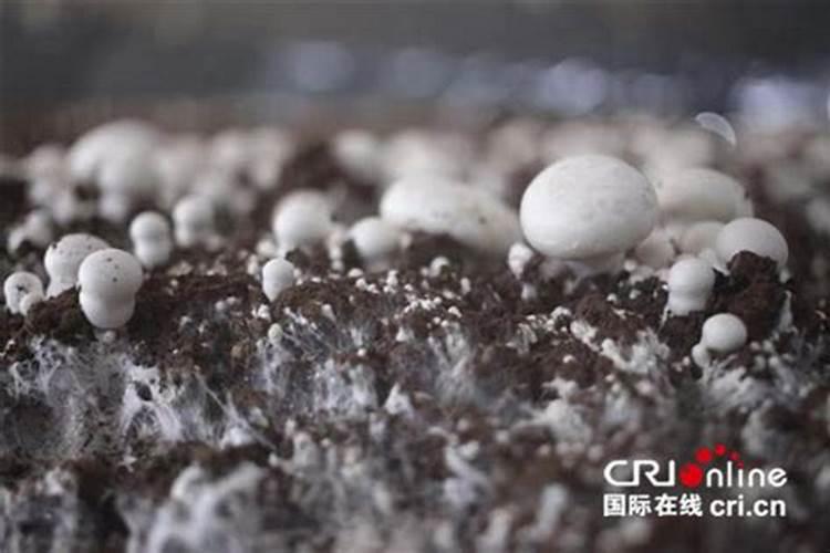 双孢菇一亩地能产多少斤