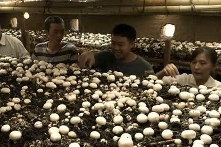 双孢菇一亩地能产多少斤