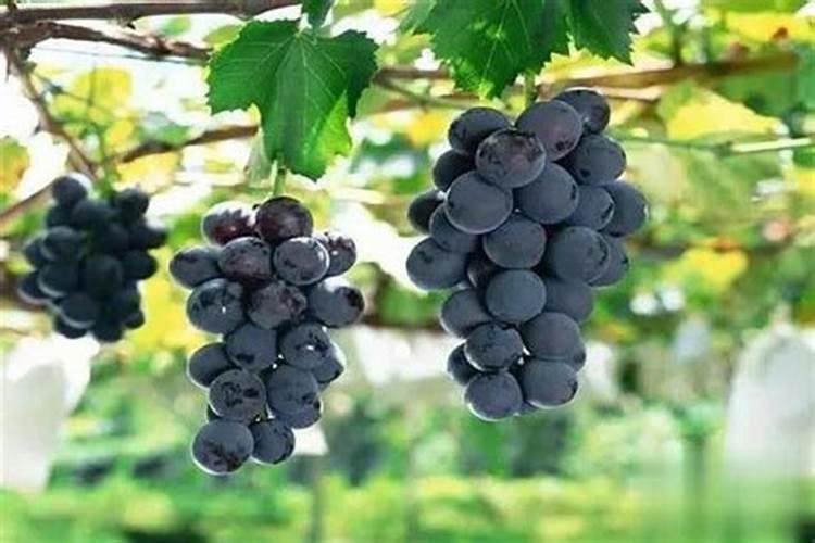 小型观赏鱼不属于红色的鱼吃别样红鱼粮可以吗