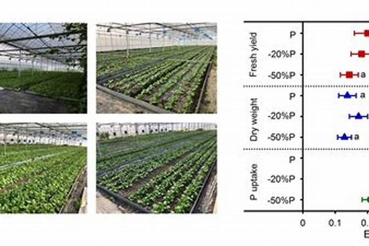 新疆红花种植技术哪位来介绍下？有人清楚吗？
