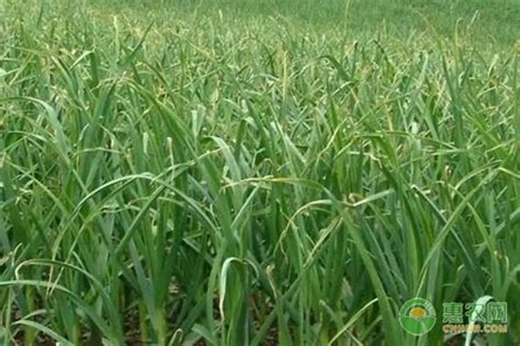 沙糖桔能用芸苔素着色吗 什么时候使用效果好