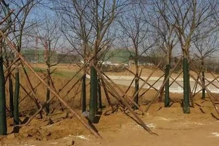 撒可富平衡有大袋水溶肥吗