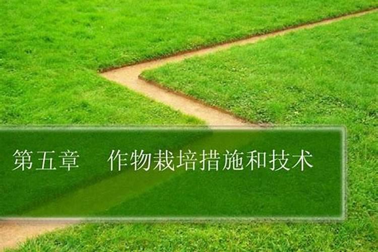 马铃薯种植当中如何合理施肥