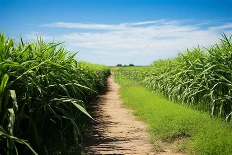 土壤不健康,应如何合理精准施肥,提高肥料利用率？