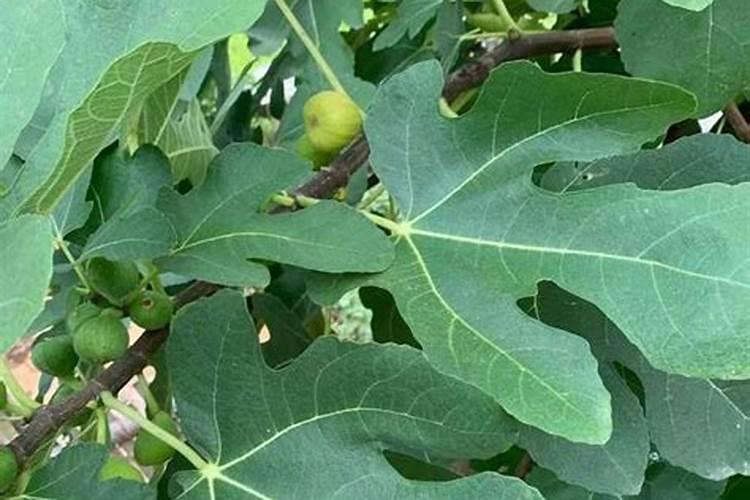 慢性牙周炎的治疗方法是什么