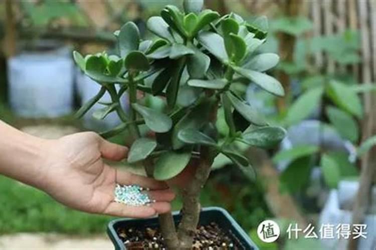 冬季玉树扦插生根最快方法