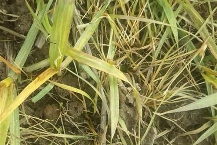 小麦被除草剂打黄了有解药吗？