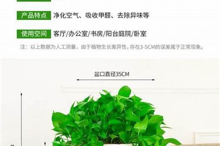 桃树可喷施硝酸镁叶面肥吗