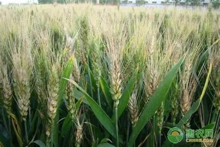 玉米什么时候打叶面肥好 使用方法有哪些