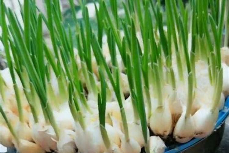 大蒜追肥用什么肥料好？