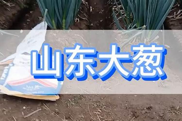 怎样使大葱生根快 如何使大葱生根快