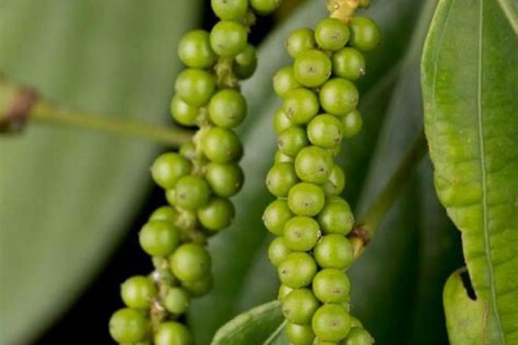 花椒用什么肥料好？