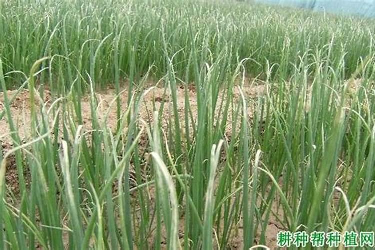 怎样使大葱生根快 如何使大葱生根快