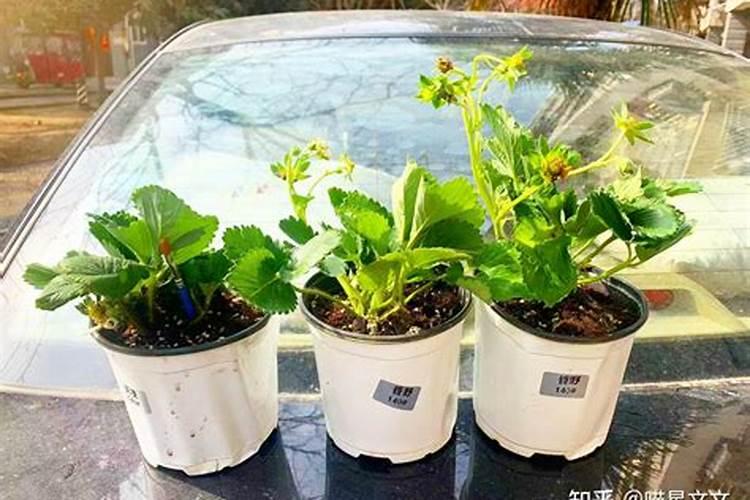 白糖可以用做叶面肥吗