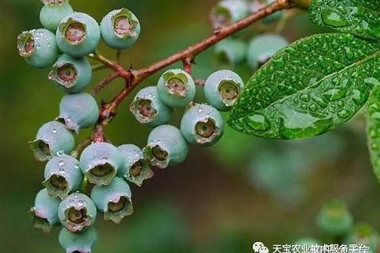 西红柿怎么施肥