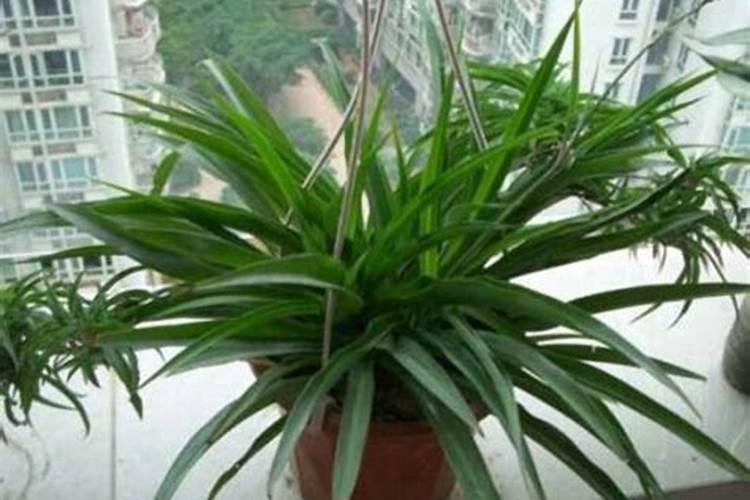 金鱼吊兰怎么施肥,增施氮磷肥、忌施浓肥