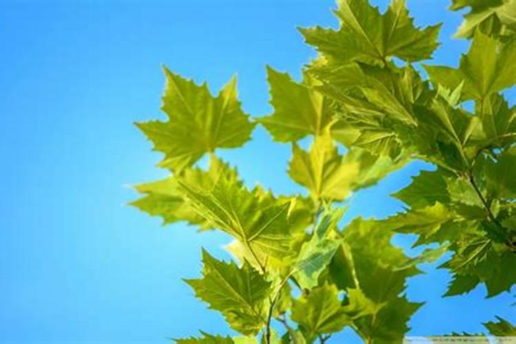 沃柑全年施肥时间表