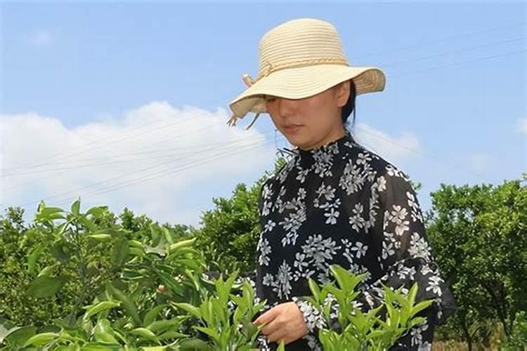 香菜不同阶段的施肥技巧