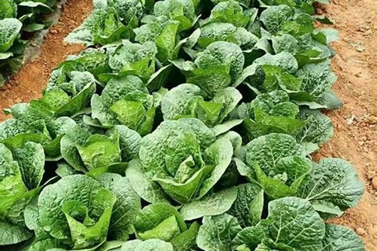 化肥长期施用后,土地变得板结了,怎么办？