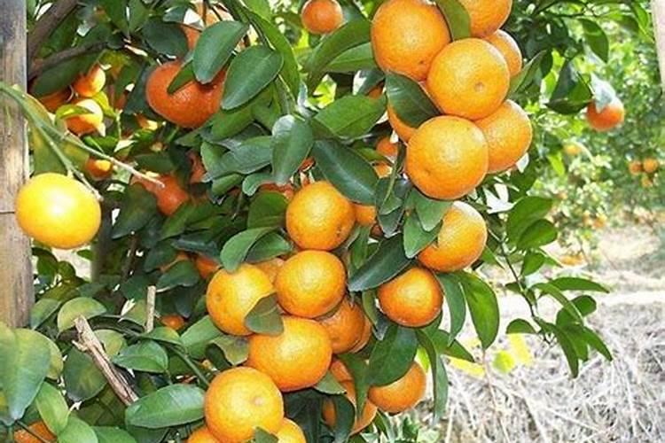 芒果施什么肥料有利于生长？芒果怎么施肥