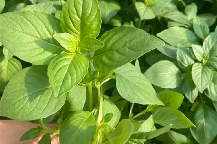 腐植酸有什么作用？腐植酸肥料的使用标准是什么？