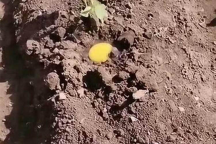 种植土豆不下底肥用沟施可以么