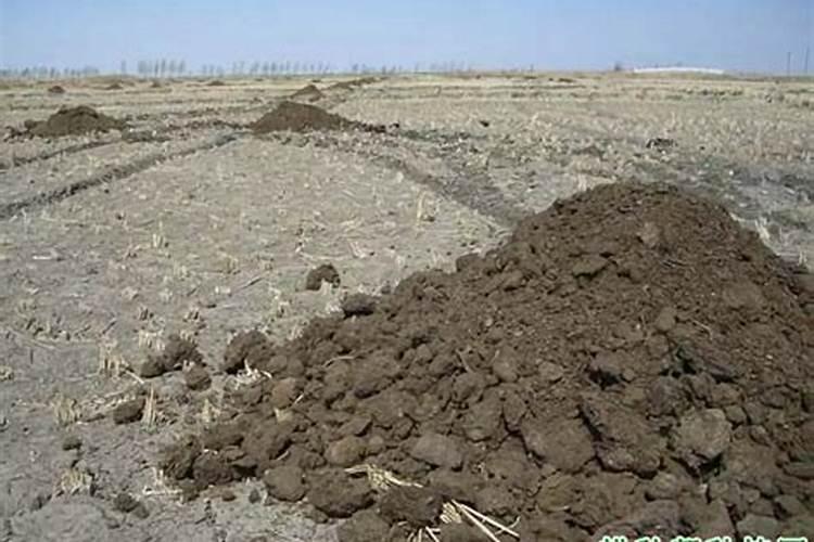 兰花施肥有哪些施肥方法