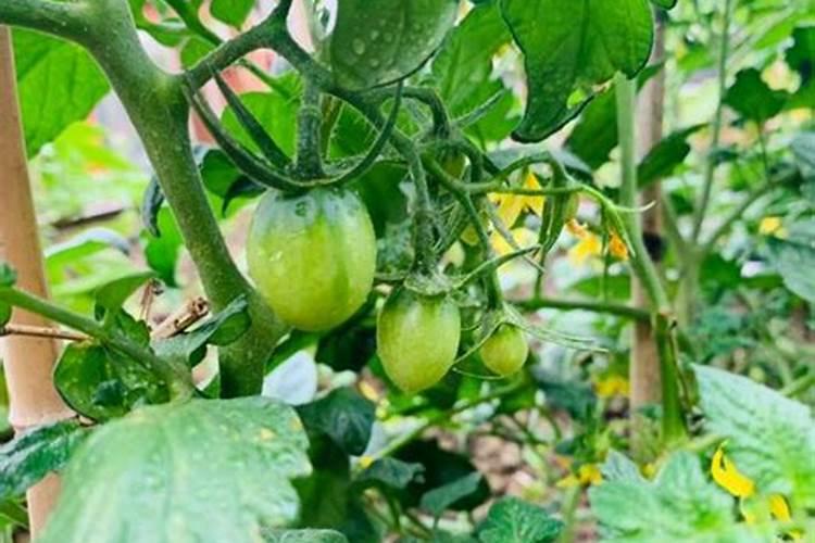 种菜用什么追肥长得快