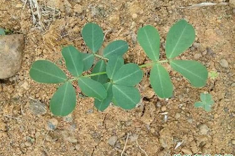 花生种植要多施钙肥,是为何？