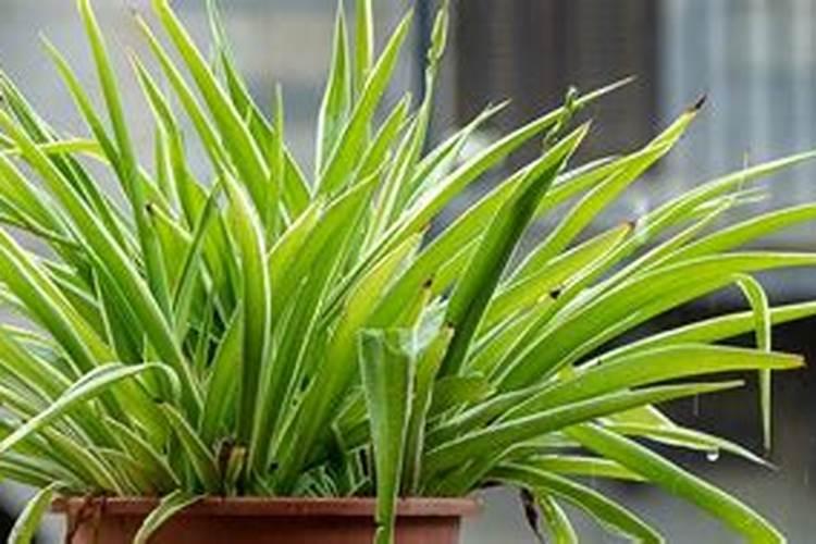 吊兰喜阴还是喜阳,很多人都弄反了,难怪越养越难看