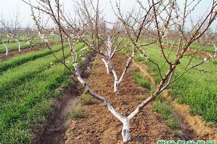 罗汉松用什么肥料最好