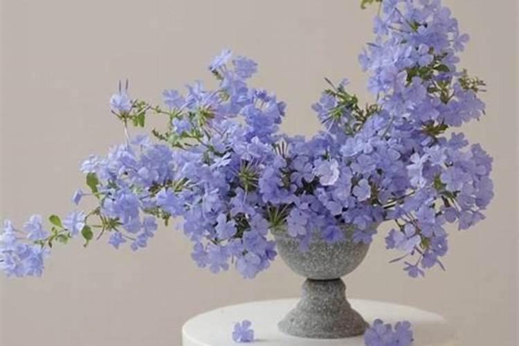 兰灵王能否与饼肥水混合浇墨兰