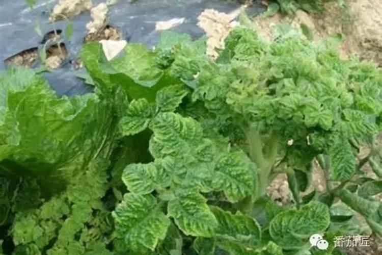 油菜苗可以喷叶面肥吗