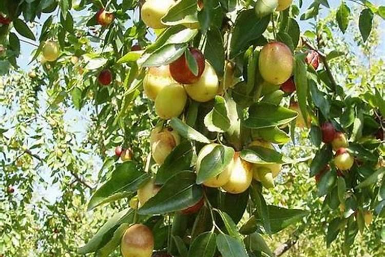 枣树几月份施钾肥好 什么时候施加效果好