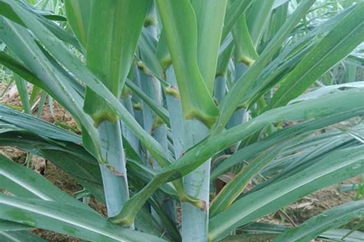 草莓坐果期如何施肥