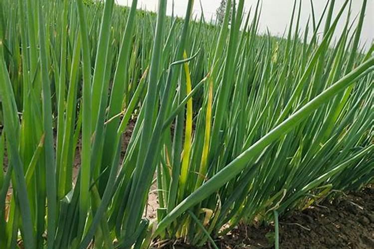 大葱最忌什么大葱肥料