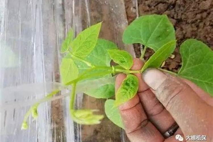 樱桃用矿源黄腐钾量？大樱桃栽植使用矿源黄腐酸钾有什么用