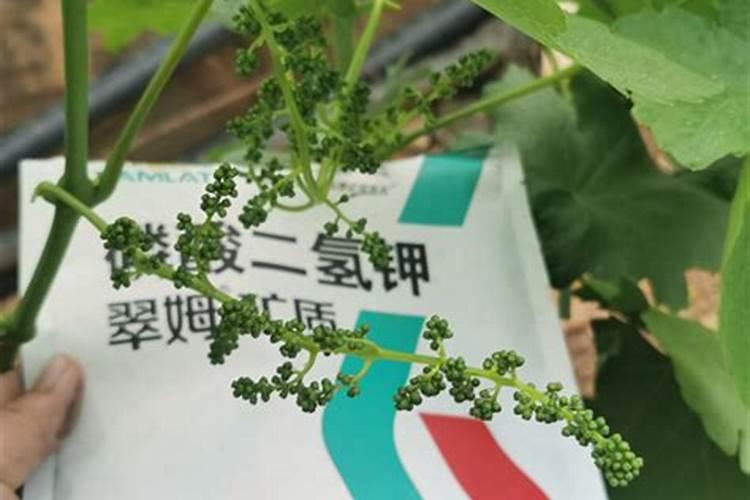 葡萄拉穗后多长时间能打药？