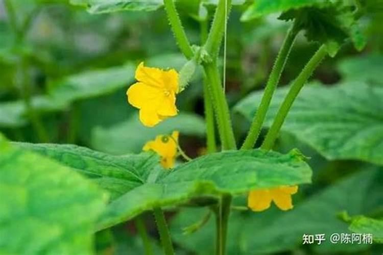 苹果小树苗可以冲施高钾肥吗？