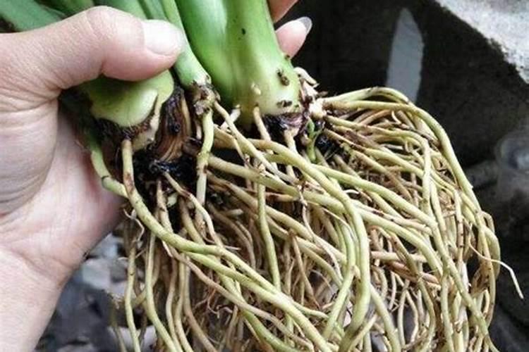 花叶喷什么又绿又亮