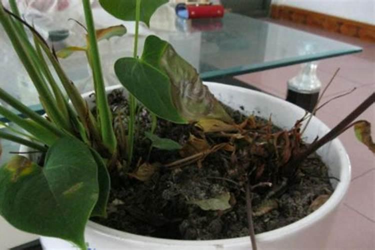 玫瑰花黄叶病的原因及治疗处理方法