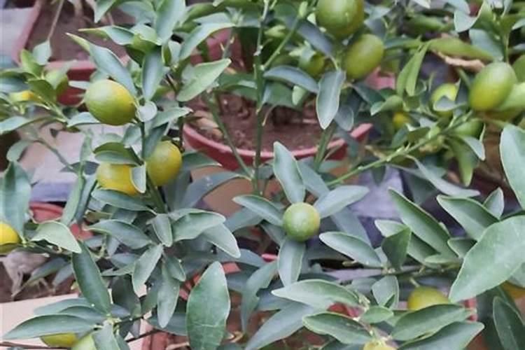 墙布的十大品牌都有哪些