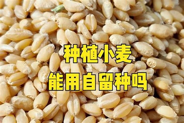 玉米专用肥的介绍